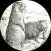 marmotden23